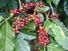 TOUR AL PARQUE NACIONAL VOLCÁN POÁS, CIUDAD DE ALAJUELA, PLANTACION DE CAFÉ DOKA Y CATARATA DE LA PAZ