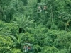 TOUR AL TELEFÉRICO DEL BOSQUE LLUVIOSO DEL CARIBE